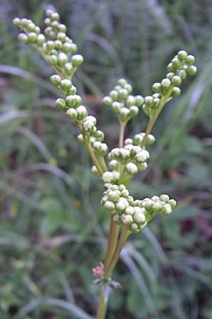 Filipendula vulgaris \ Knolliges Mdes, Kroatien Udbina 2.6.2008