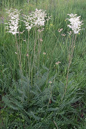 Filipendula vulgaris \ Knolliges Mdes / Dropword, Kroatien/Croatia Gospic 3.6.2008