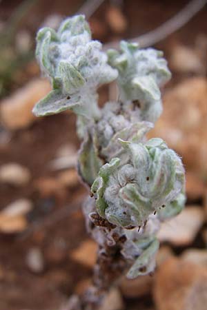 Filago germanica \ Deutsches Filzkraut / Common Cudweed, Kroatien/Croatia Senj 4.6.2008