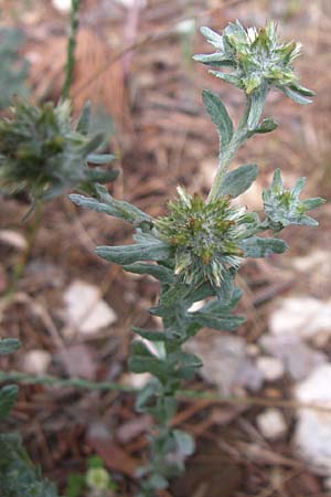 Filago germanica \ Deutsches Filzkraut / Common Cudweed, Kroatien/Croatia Istrien/Istria, Premantura 5.6.2008