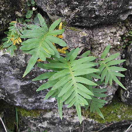 Polypodium cambricum \ Sdlicher Tpfelfarn, Kroatien Gruda 3.4.2006