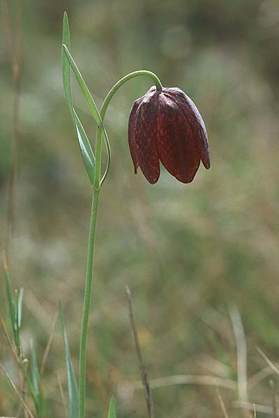 Fritillaria messanensis subsp. gracilis \ Schlanke Schachblume / Slender Fritillary, Kroatien/Croatia Korčula, Prizba 5.4.2006