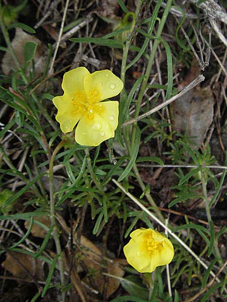 Fumana ericoides \ Aufrechtes Nadelrschen, Felsen-Nadelrschen, Kroatien Senj 2.6.2006