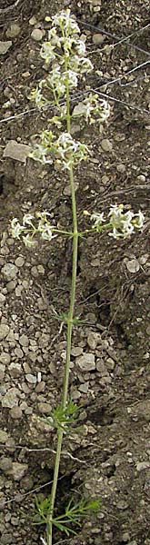 Galium corrudifolium \ Mittelmeer-Labkraut / Mediterranean Bedstraw, Kroatien/Croatia Istrien/Istria, Gračišće 27.5.2006