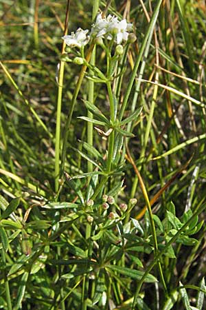 Galium anisophyllon \ Ungleichblttriges Labkraut / Alpine Bedstraw, Kroatien/Croatia Velebit Zavizan 17.7.2007