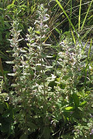 Teucrium scordium \ Knoblauch-Gamander / Water Germander, Kroatien/Croatia Gospic 17.7.2007