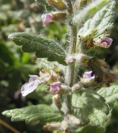 Teucrium scordium \ Knoblauch-Gamander / Water Germander, Kroatien/Croatia Gospic 17.7.2007