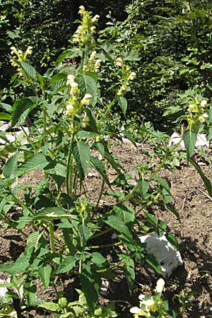 Galeopsis speciosa \ Bunter Hohlzahn / Large-flowered Hemp-Nettle, Kroatien/Croatia Gola Plješevica 18.7.2007