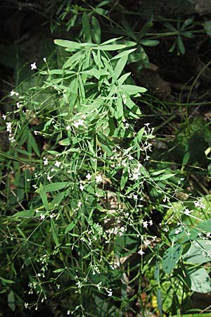 Galium sylvaticum / Wood Bedstraw, Croatia Plitvička 19.7.2007