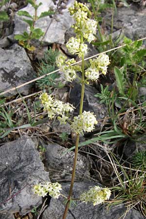 Galium lucidum \ Glanz-Labkraut / Shining Bedstraw, Kroatien/Croatia Plitvička 2.6.2008