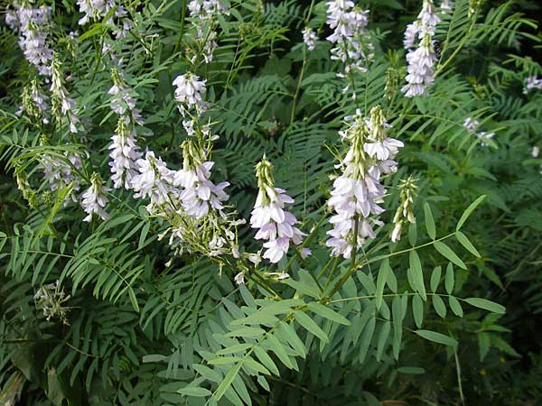 Galega officinalis / Goat's Rue, Croatia Medvednica 1.7.2010