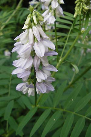 Galega officinalis \ Geiraute / Goat's Rue, Kroatien/Croatia Medvednica 1.7.2010