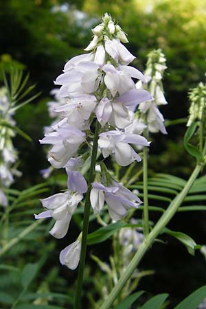 Galega officinalis \ Geiraute / Goat's Rue, Kroatien/Croatia Medvednica 1.7.2010