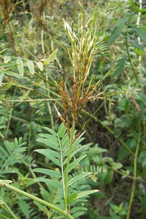 Galega officinalis \ Geiraute / Goat's Rue, Kroatien/Croatia Medvednica 1.8.2011