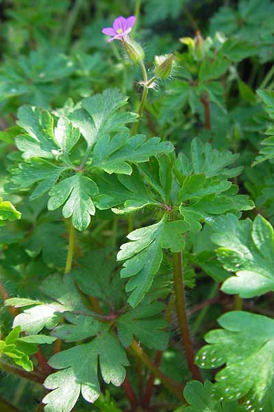 Geranium purpureum \ Purpur-Storchschnabel / Little Robin, Lesser Herb Robert, Kroatien/Croatia Gruda 3.4.2006