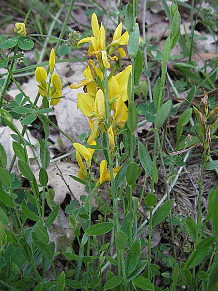 Genista tinctoria / Dyer's Greenweed, Croatia Istria, Poreč 26.5.2006