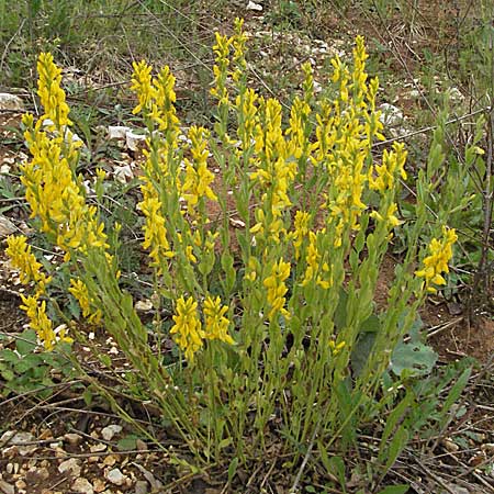 Genista tinctoria / Dyer's Greenweed, Croatia Istria, Pazin 27.5.2006