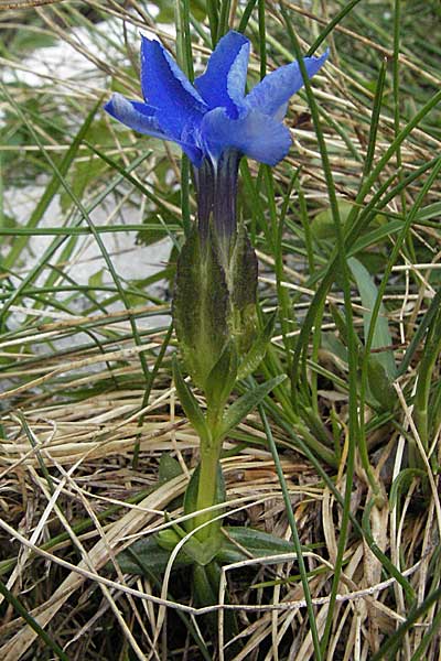 Gentiana utriculosa \ Schlauch-Enzian / Bladder Gentian, Kroatien/Croatia Velebit Zavizan 1.6.2006