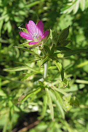 Geranium dissectum / Cut-Leaved Crane's-Bill, Croatia Slunj 4.6.2006