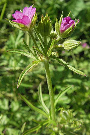 Geranium dissectum / Cut-Leaved Crane's-Bill, Croatia Slunj 4.6.2006