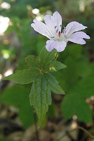 Geranium nodosum \ Knotiger Storchschnabel / Knotted Crane's-Bill, Kroatien/Croatia Velebit 16.7.2007