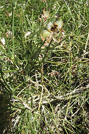 Genista radiata / Rayed Broom, Southern Greenweed, Croatia Velebit Zavizan 17.7.2007