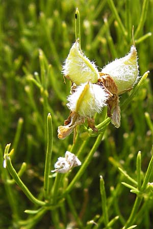 Genista radiata / Rayed Broom, Southern Greenweed, Croatia Velebit Zavizan 19.8.2016