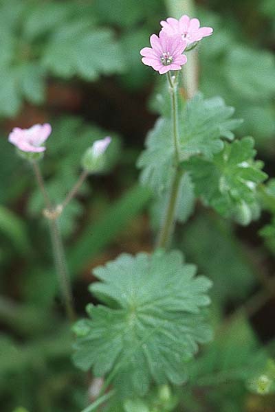 Geranium molle \ Weicher Storchschnabel / Dove-Foot Crane's-Bill, Kroatien/Croatia Šibenik 2.4.2006