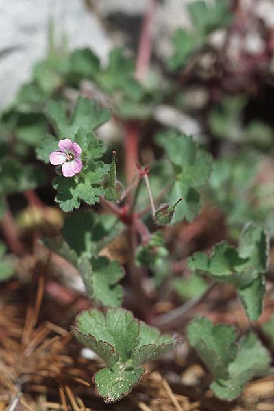 Geranium rotundifolium \ Rundblttriger Storchschnabel / Round-Leaved Crane's-Bill, Kroatien/Croatia Pelješac, Pijavicino 4.4.2006