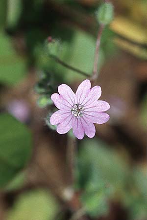 Geranium molle / Dove-Foot Crane's-Bill, Croatia Korčula, Prizba 5.4.2006