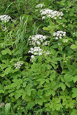 Aegopodium podagraria \ Giersch, Geifu, Kroatien Istrien, Gračišće 27.5.2006