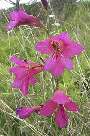 Gladiolus italicus \ Gladiole / Field Gladiolus, Kroatien/Croatia Istrien/Istria, Gračišće 27.5.2006