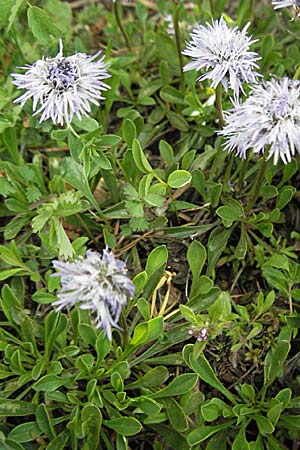 Globularia cordifolia \ Herzblttrige Kugelblume / Leather-Leaf Powder-Puff, Kroatien/Croatia Velebit Oltare 31.5.2006