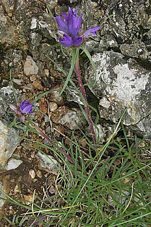 Edraianthus graminifolius / Grassy Bells, Croatia Senj 2.6.2006