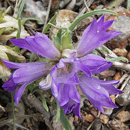 Edraianthus graminifolius \ Grasblttrige Bschel-Glockenblume / Grassy Bells, Kroatien/Croatia Senj 2.6.2006