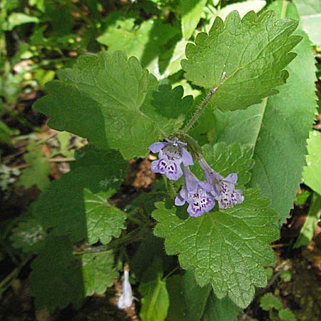 Glechoma hirsuta \ Behaarter Gundermann / Hairy Ground-Ivy, Kroatien/Croatia Medvednica 5.6.2006