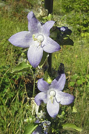 Campanula pyramidalis \ Adriatische Glockenblume, Pyramiden-Glockenblume / Chimney Bellflower, Kroatien/Croatia Rijeka-Trsat 15.7.2007