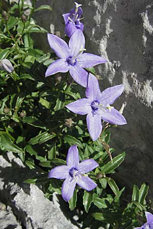 Campanula waldsteiniana \ Waldstein-Glockenblume / Waldstein's Bellflower, Kroatien/Croatia Velebit Zavizan 17.7.2007