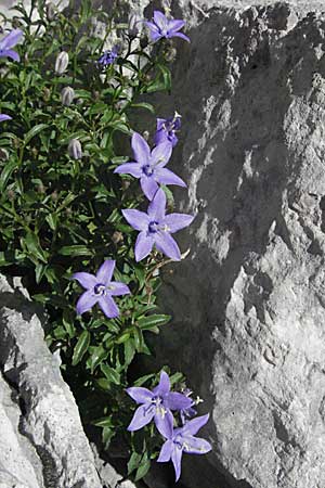 Campanula waldsteiniana \ Waldstein-Glockenblume, Kroatien Velebit Zavizan 17.7.2007