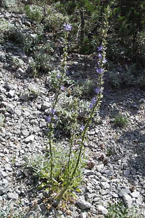 Campanula pyramidalis \ Adriatische Glockenblume, Pyramiden-Glockenblume / Chimney Bellflower, Kroatien/Croatia Senj 18.7.2007