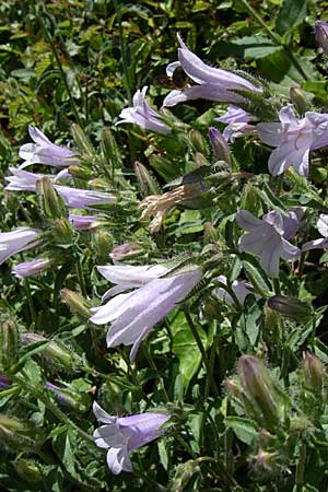 Campanula sibirica \ Sibirische Glockenblume / Siberian Bellflower, Kroatien/Croatia Knin 2.6.2008