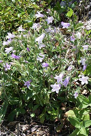 Campanula sibirica \ Sibirische Glockenblume / Siberian Bellflower, Kroatien/Croatia Knin 2.6.2008