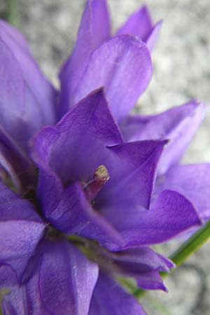 Edraianthus graminifolius / Grassy Bells, Croatia Karlobag 3.6.2008