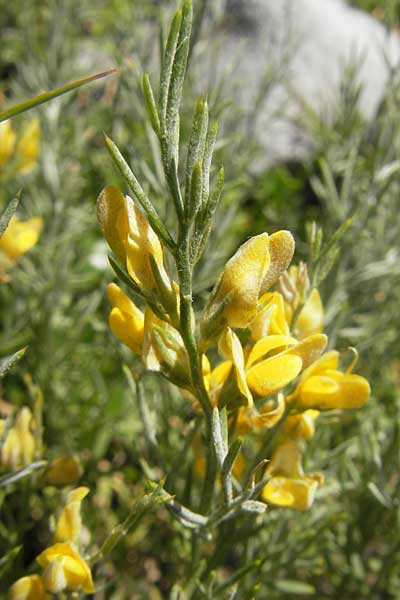 Genista sylvestris \ Wald-Ginster, Kroatien Velebit Oltare 29.6.2010