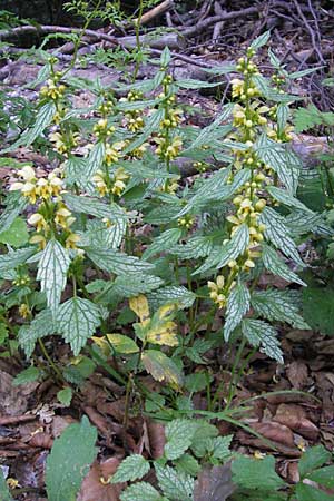 Lamium montanum \ Berg-Goldnessel, Kroatien Velebit 30.6.2010