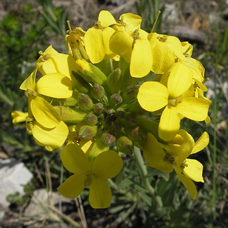 Alyssoides utriculata \ Blasenschtchen, Kroatien Pelješac, Mokalo 4.4.2006