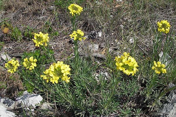 Alyssoides utriculata \ Blasenschtchen, Kroatien Pelješac, Mokalo 4.4.2006