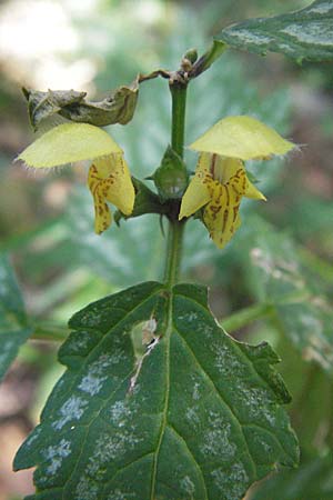 Lamium montanum / Mountain Yellow Archangel, Croatia Velebit 17.7.2007