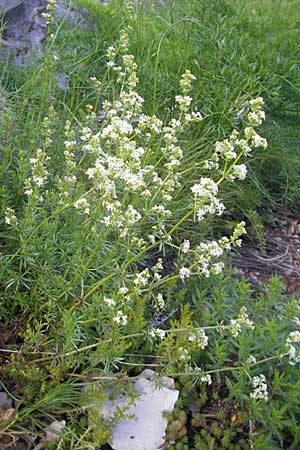 Galium lucidum \ Glanz-Labkraut / Shining Bedstraw, Kroatien/Croatia Učka 28.6.2010