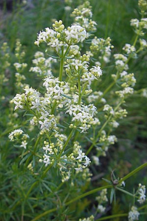 Galium lucidum \ Glanz-Labkraut / Shining Bedstraw, Kroatien/Croatia Učka 28.6.2010